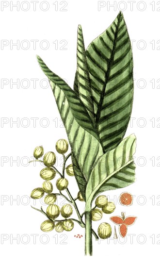 Aframomum melegueta, Amomum granum paradisi, grains of paradise, digital reproduction of a