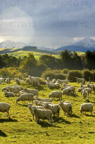 A picturesque autumn scene of sheep grazing in verdant pastures with the majestic backdrop of Mount
