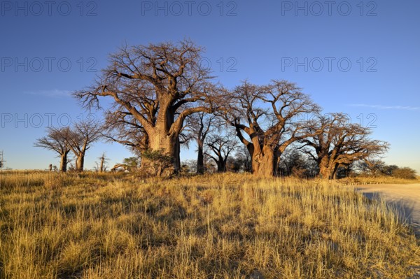 Baines Baobabs, baobab or baobab trees (Adansonia digitata), Kudiakam Pan, Nxai Pan National Park,