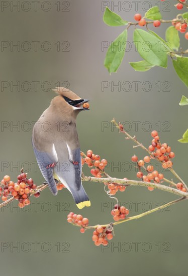 Cedar Waxwing (Bombycilla cedrorum) eating red berries, Texas, USA