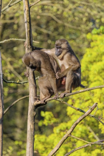 Two Drills (Mandrillus leucophaeus) mating high up in a tree. A green forest can be seen in the
