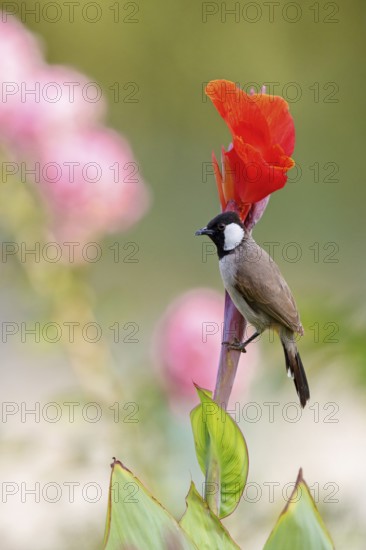 White-eared Bulbul, (Pycnonotus leucotis), animal, animals, bird, birds, family of bulbul, biotope,