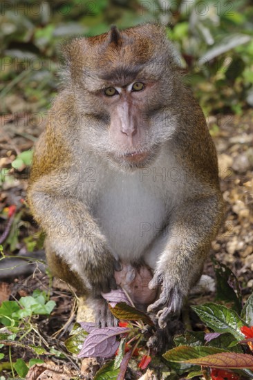 Portrait of Javanese monkey long-tailed macaque (Macaca fascicularis) looking directly at viewer,