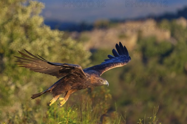 Golden Eagle, (Aquila chrysaetos), bird of prey, family of hawk-like birds, flight recording,