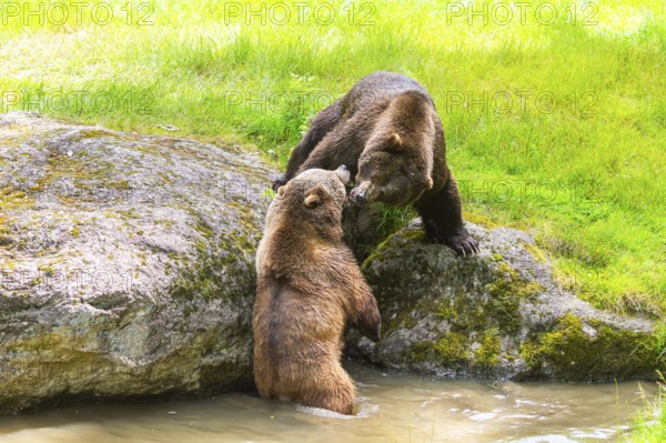 Eurasian brown bear (Ursus arctos arctos) playing with each other at a little lake, Bavarian