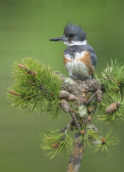 Belted Kingfisher (Megaceryle alcyon) female perched on a branch, Colorado, USA
