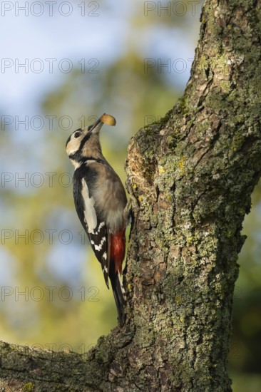 Great spotted woodpecker (Dendrocopos major) adult bird on a tree trunk with an acorn in its beak