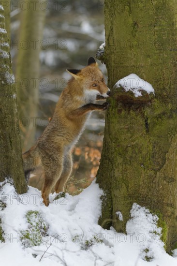 Red fox (Vulpes vulpes), stands on its hind legs against a snow-covered tree in a wintry forest,