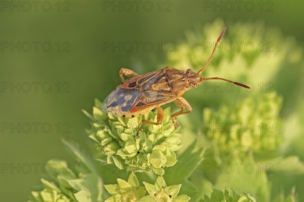 Pale pore bug (Stictopleurus abutilon), beautiful mallow glass-winged bug, sits on roller spurge