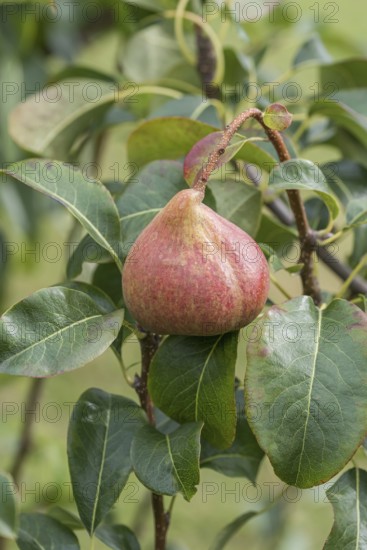 Pear (Pyrus communis 'Petersbirne'), Cambridge Botanical Garden, Germany