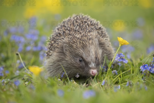 European hedgehog (Erinaceus europaeus) adult animal in a countryside meadow with Meadow buttercup