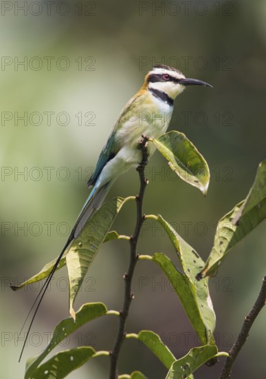 White-throated Bee-eater (Merops albicollis), Uganda