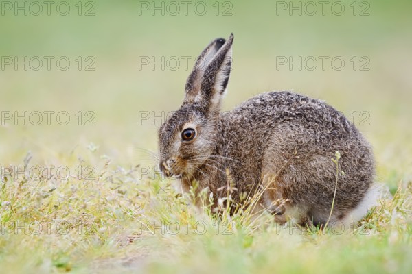 European hare (Lepus europaeus), young animal sitting in a meadow and eating grasses, North