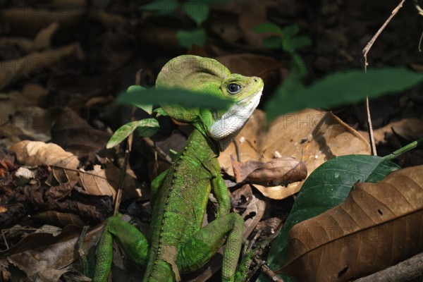 A vivid green iguana, prominently perched among forest litter, its intense colors contrasting with