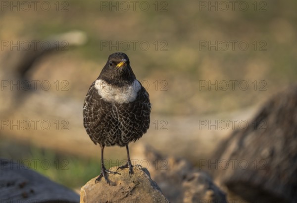A Ring ouzel perches serenely on a rock, showcasing its distinctive white bib against a mottled