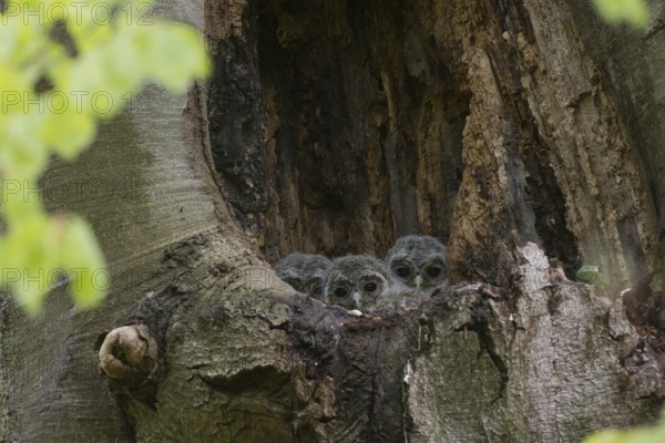 Tawny Owl (Strix aluco) three chicks looking out from breeding hole, Saxony, Germany