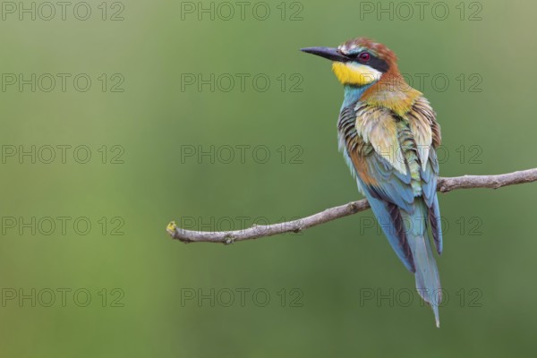 Bee-eater, (Merops apiaster), Animals, Birds, Raptor family, Perching station, Muselievo,