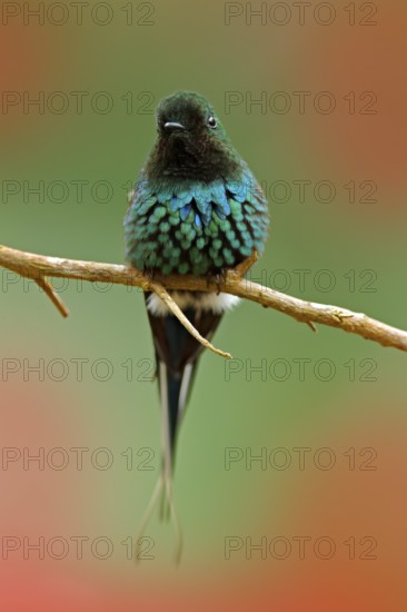 Green Thorntail, Discosura conversii, La Paz Waterfall Garden, Costa Rica. Hummingbird with clear