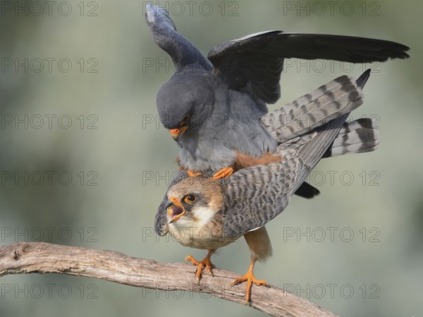 Red-footed Falcon (Falco vespertinus) pair mating, Hungary