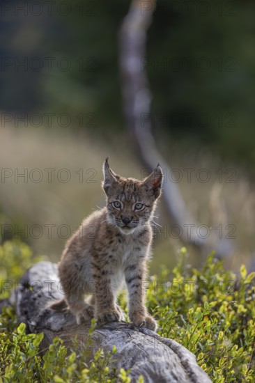 One young (10 weeks old) male Eurasian lynx, (Lynx lynx), walking over a rotten tree. Backlit