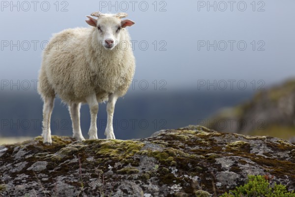 Sheep, Iceland, animal, animals, mammals, Icelandic sheep, resting, Kálfafellsstaður, Austurland,