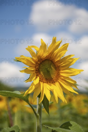 Sunflower in the foreground of a field under a blue sky, Southern Palatinate, Palatinate,