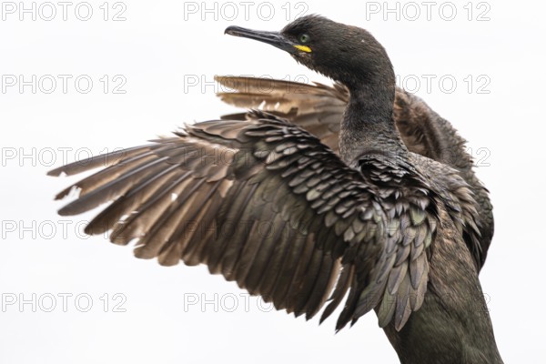 Cormorant (Gulosus aristotelis), juvenile bird spreading its wings, Hornøya Island, Vardø,