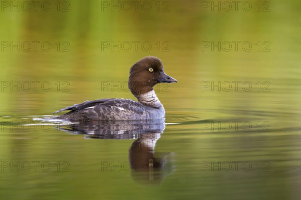 Common goldeneye, animals, birds, ducks, duck family, (Bucephala clangula), swims in water,