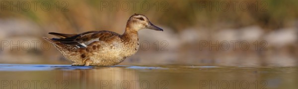 Teal, (Anas crecca), biotope, habitat, foraging, waters, animals, birds, ducks, ducks Salalah,