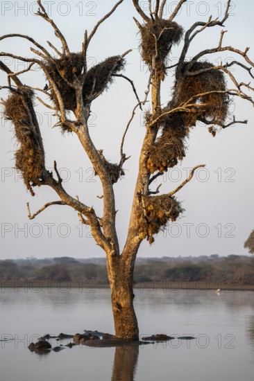 Hippos (Hippopatamus amphibius), group in the water in the morning light under a tree full of