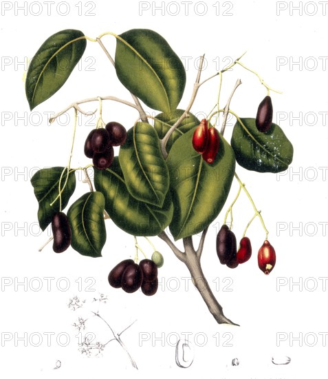 Syzygium cumini, commonly known as Malabar plum, Java plum, black plum, Jamun, Jaman, Jambul or