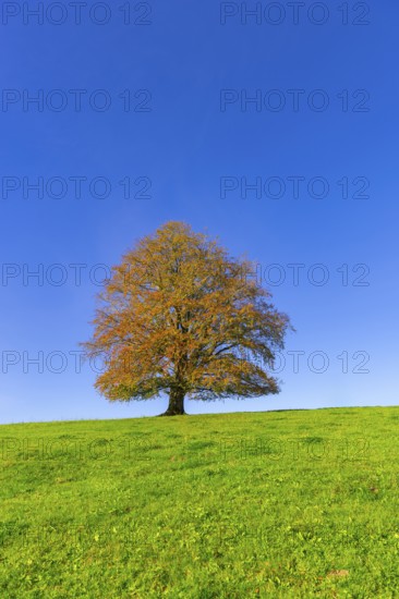 A tree with golden-brown leaves stands alone on a green hill in front of a bright blue sky, copper