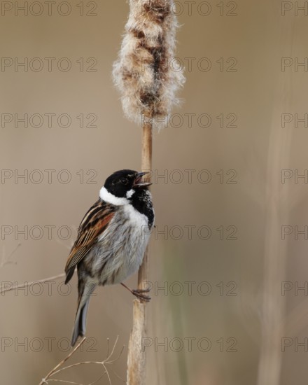 Common Reed Bunting (Emberiza schoeniclus) male singing from a cattail, Mecklenburg-Western