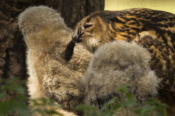 Eurasian Eagle-Owl (Bubo bubo) female feeds a leg of a crow to chicks, Utrecht, Netherlands