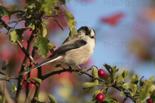 Long tailed tit (Aegithalos caudatus) adult bird in a hawthorn hedgerow with red berries in autumn,