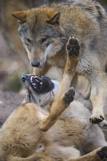 Wolf (Canis lupus), two wolves fighting with each other during mating season, Germany