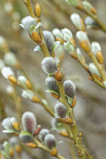 Salix helvetica (Salix helvetica), Wilhelma, Germany