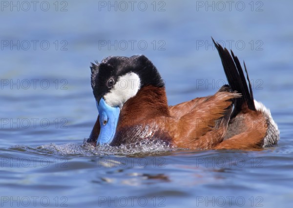 A male Ruddy Duck, Oxyura jamaicensis, courting a female in a pond in Saskatchewan, Canada