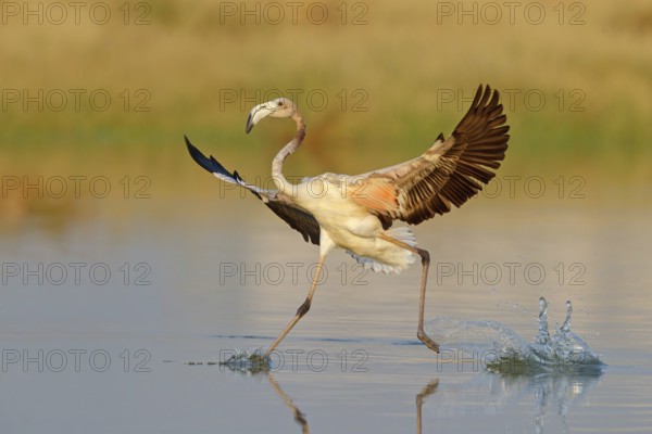Pink flamingo, (Phoenicopterus ruber), Phoenicopterus roseus, animals, birds, flamingo, biotope,