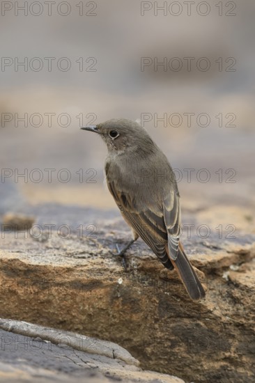 Rusty-tailed Wheatear, (Oenanthe familiaris), adult, alert, Mountain Zebra National Park, South