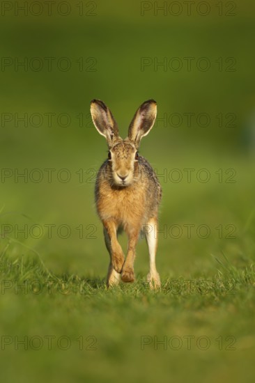 European brown hare (Lepus europaeus) adult animal running in grassland in spring, England, United