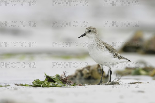 Red-necked Stint (Calidris ruficollis), South Australia, Australia