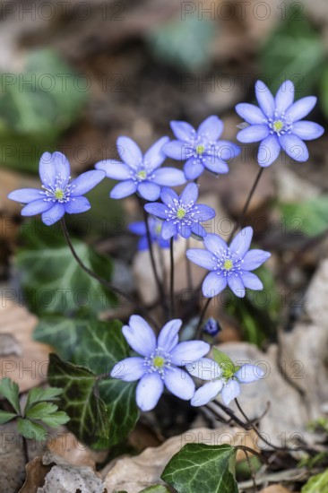 Liverwort (Hepatica nobilis), North Rhine-Westphalia, Germany