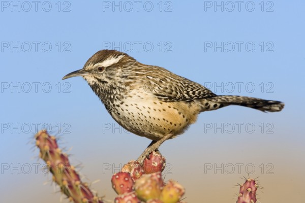 Cactus Wren Campylorhynchus brunneicapillus Sabino Canyon, Tucson, Pima County, Arizona, United