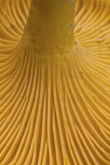 Chanterelle (Cantharellus cibarius), girolle underside showing gill-like ridges, rudimentary