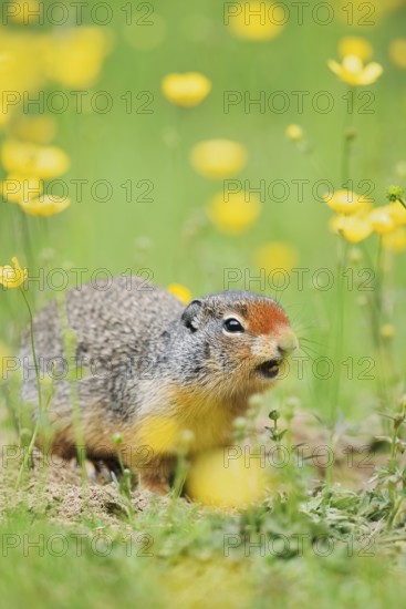 Columbia ground squirrel (Urocitellus columbianus, Spermophilus columbianus) in a flower meadow,