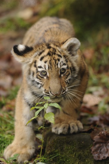 A curious tiger cub sniffs a green branch in the forest, Siberian tiger (Panthera tigris altaica),