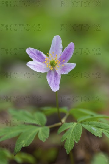 Wood anemone (Anemone nemorosa) pink flower blooming in spring forest