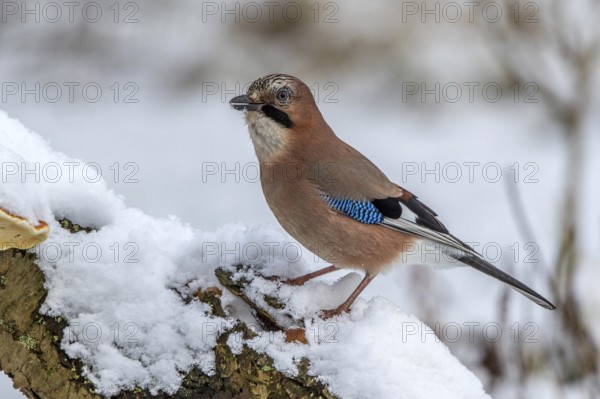 Eurasian Jay (Garrulus glandarius) perched on a stump in snow, Mecklenburg-Western Pomerania,