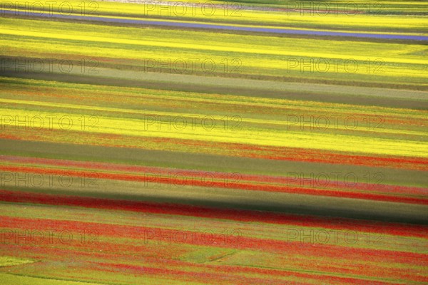 The lentil bloom in Castelluccio di Norcia, nestled in the Sibillini Mountains of the Italian